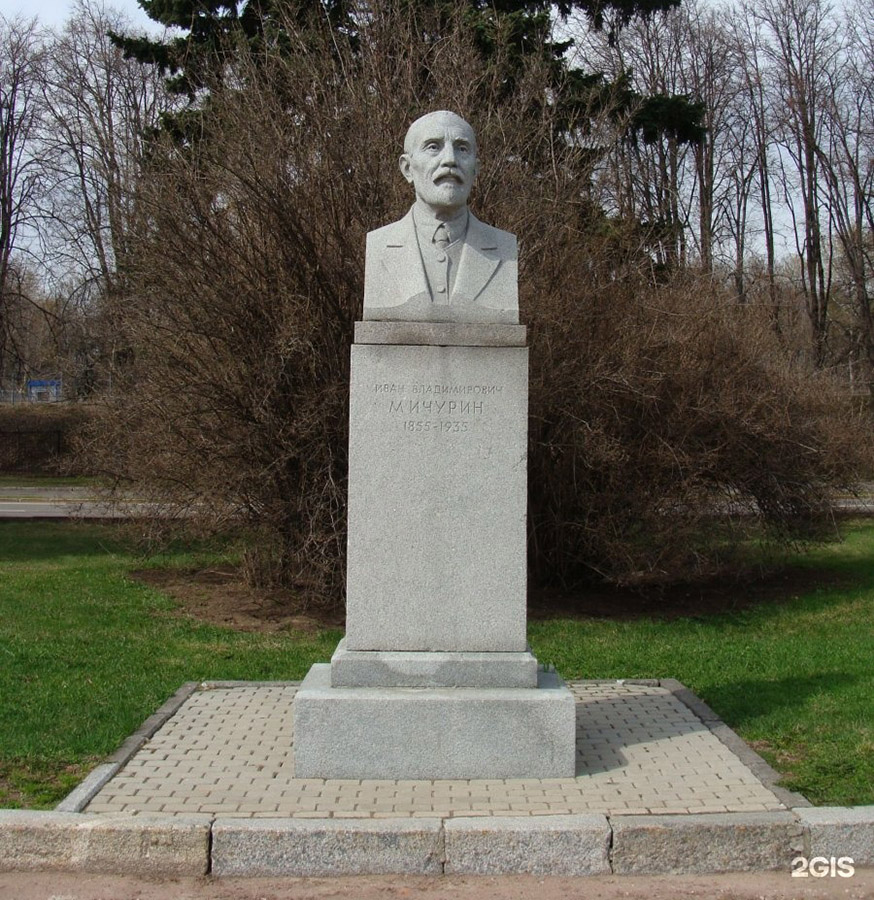 Матвей Манизер. Бюст И.В. Мичурина, 1954. Гранит, высота постамента 202,5 см, высота бюста 47 см.  Архитектор Л.В. Руднев. Аллея ученых на территории МГУ имени М.В. Ломоносова, Университетская пл., Москва