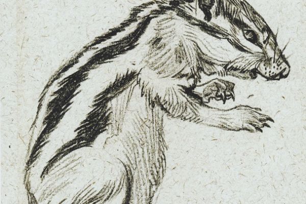 Олег Яновский. Московский зоопарк, 2001-2004. Бумага, карандаш. Фото из архива О. Яновского