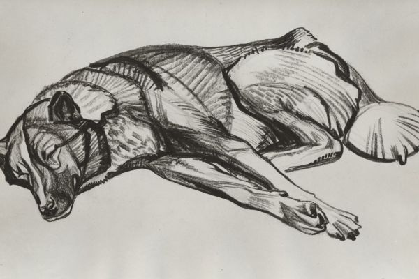 Олег Яновский. Лайка, 1973. Бумага, карандаш. Фото из архива О. Яновского