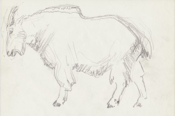 Олег Яновский. Московский зоопарк, 2001-2004. Бумага, карандаш. Фото из архива О. Яновского