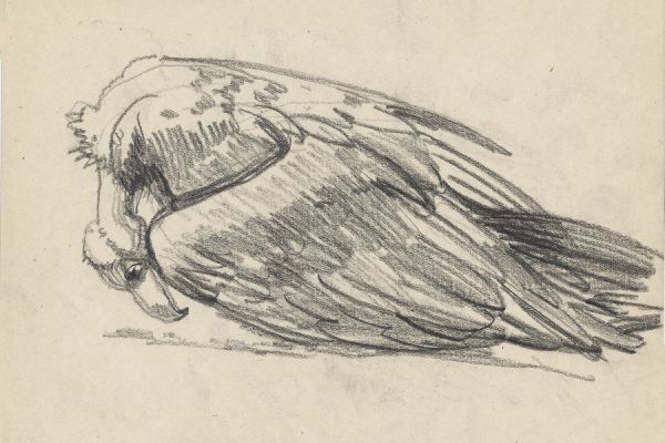 Олег Яновский. Московский зоопарк, 2001-2004. Бумага, карандаш. Фото из архива О. Яновского