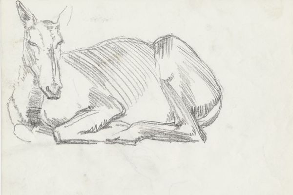 Олег Яновский. Московский зоопарк, 2001-2004. Бумага, карандаш. Фото из архива О. Яновского