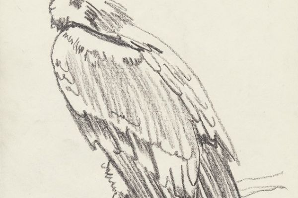 Олег Яновский. Московский зоопарк, 2001-2004. Бумага, карандаш. Фото из архива О. Яновского