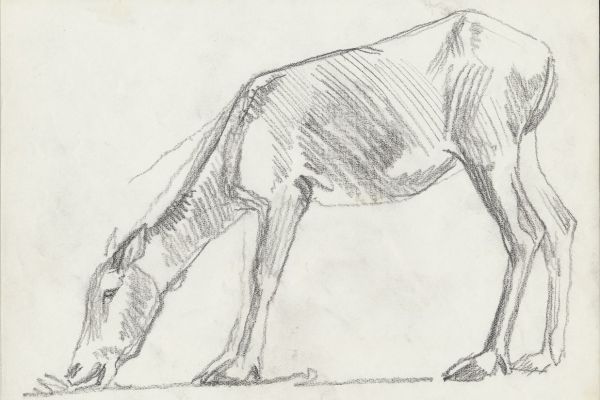 Олег Яновский. Московский зоопарк, 2001-2004. Бумага, карандаш. Фото из архива О. Яновского