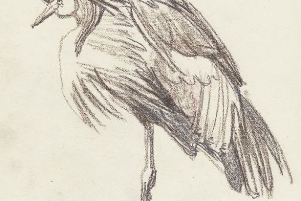 Олег Яновский. Московский зоопарк, 2001-2004. Бумага, карандаш. Фото из архива О. Яновского