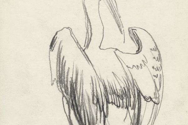 Олег Яновский. Московский зоопарк, 2001-2004. Бумага, карандаш. Фото из архива О. Яновского