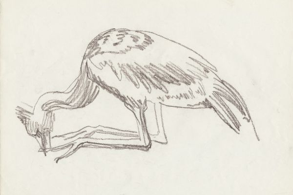 Олег Яновский. Московский зоопарк, 2001-2004. Бумага, карандаш. Фото из архива О. Яновского