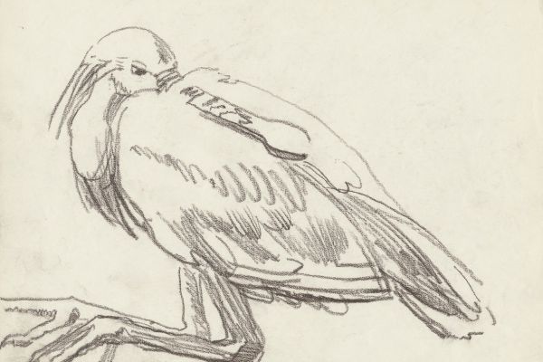 Олег Яновский. Московский зоопарк, 2001-2004. Бумага, карандаш. Фото из архива О. Яновского