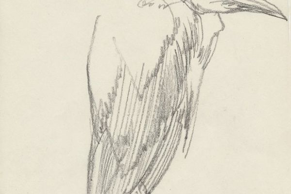 Олег Яновский. Московский зоопарк, 2001-2004. Бумага, карандаш. Фото из архива О. Яновского