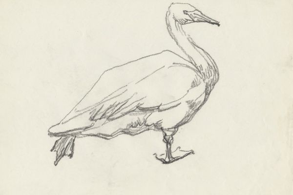 Олег Яновский. Московский зоопарк, 2001-2004. Бумага, карандаш. Фото из архива О. Яновского