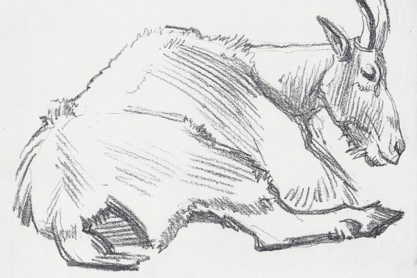 Олег Яновский. Московский зоопарк, 2001-2004. Бумага, карандаш. Фото из архива О. Яновского