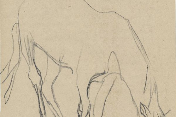 Олег Яновский. Московский зоопарк, 2001-2004. Бумага, карандаш. Фото из архива О. Яновского