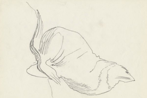 Олег Яновский. Московский зоопарк, 2001-2004. Бумага, карандаш. Фото из архива О. Яновского