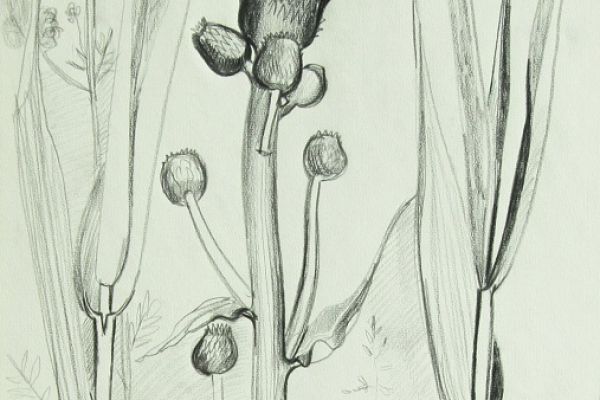 Александр Белашов. Бодяк полевой, 1973. Бумага, карандаш. Фото из архива А.А. Белашова