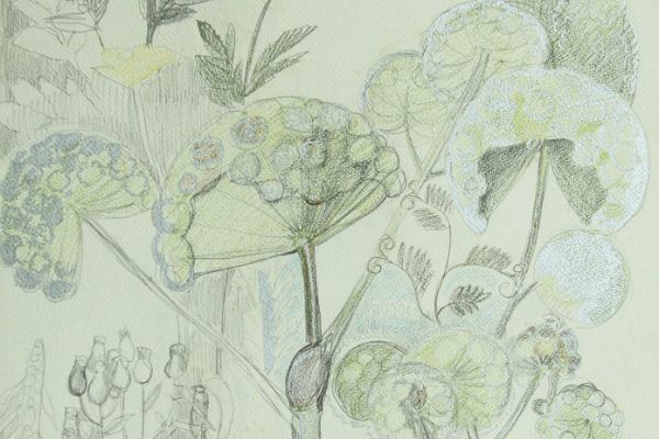 Александр Белашов. Борщевик, 1975. Бумага, карандаши. Фото из архива А.А. Белашова