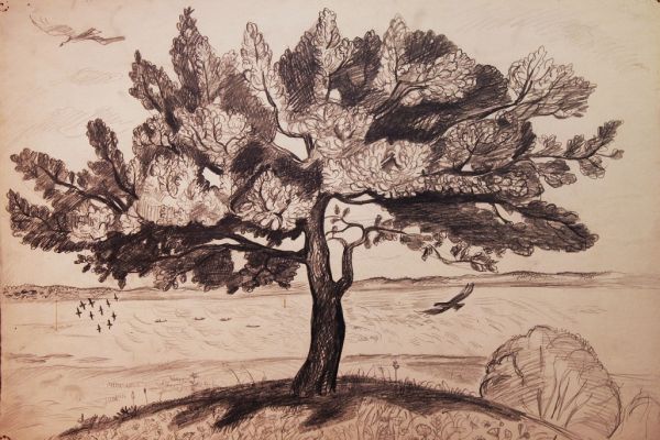 Александр Белашов. Дуб над Плещеевым озером, 1976. Бумага, карандаш. Фото из архива А.А. Белашова