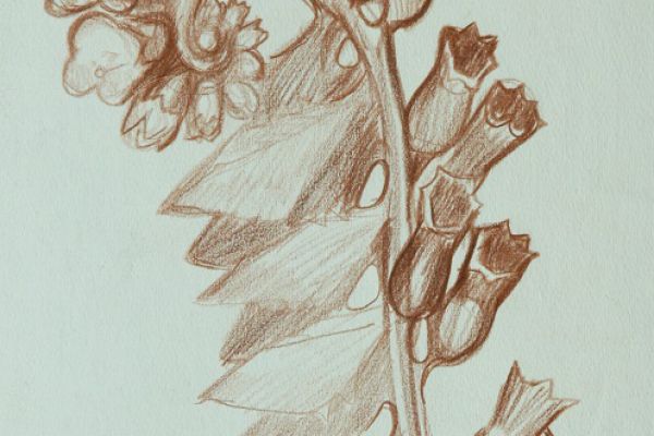 Александр Белашов. Белена, 1996. Бумага, сангина. Фото из архива А.А. Белашова