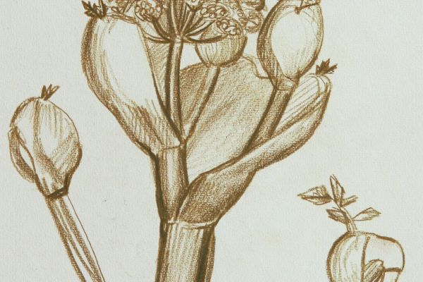 Александр Белашов. Рисунок из альбома летних прогулок, 1976. Бумага, сангина. Фото из архива А.А. Белашова