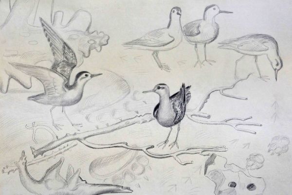 Александр Белашов. Кулички-поплавунчики, 1970-е. Бумага, карандаш, 49х62,5 см. Мордовский республиканский музей изобразительных искусств имени С.Д. Эрьзи, Саранск