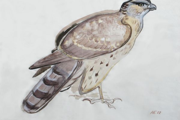 Александр Белашов. Ястреб-тетеревятник, 1988. Бумага, карандаш. Фото из архива А.А. Белашова