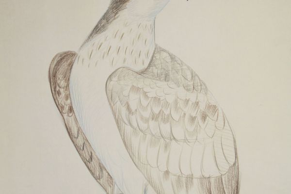 Александр Белашов. Скопа, 1992. Набросок. Фото из архива А.А. Белашова