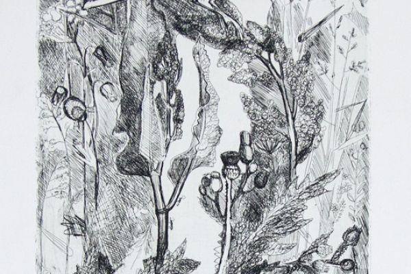 Александр Белашов. Гнездо трясогузки, Офорт по рисунку 1960 года . Фото из архива А.А. Белашова