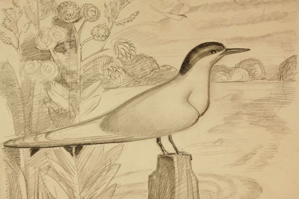 Александр Белашов. Крачка. Фото из архива А.А. Белашова