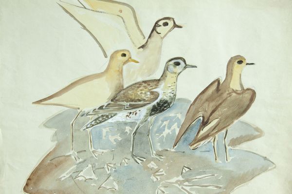 Александр Белашов. Кулики. Наброски. Фото из архива А.А. Белашова