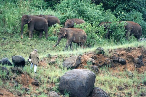 1996. Индия. Александр Белашов за набросками диких слонов в заповеднике Перияр. Фото из архива А.А. Белашова