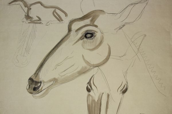 Александр Белашов. Антилопа нильгау, 1997. Индия. Бумага, акварель. Из архива А.А. Белашова