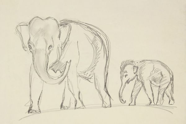 Александр Белашов. Дикие слоны, 1997. Заповедник Перияр, Индия. Бумага, карандаш. Из архива А.А. Белашова