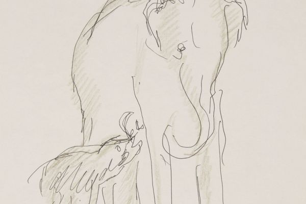 Александр Белашов. Дикие слоны, 1997. Заповедник Перияр, Индия. Бумага, карандаш. Из архива А.А. Белашова