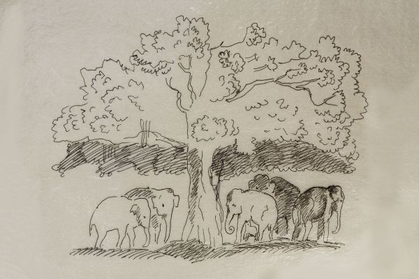 Александр Белашов. Дикие слоны, 1997. Заповедник Перияр, Индия. Бумага, карандаш. Из архива А.А. Белашова