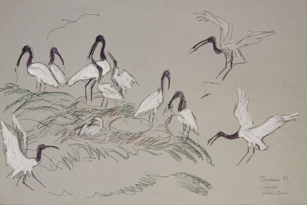 Александр Белашов. Ибисы, 1997. Индия. Набросок в птичьем заповеднике Курамараком. Бумага, карандаши. Из архива А.А. Белашова