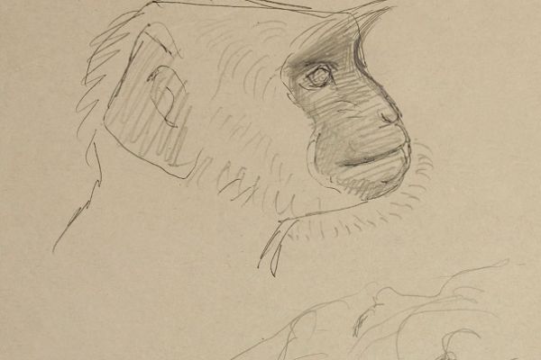 Александр Белашов. Макака, 1997. Индия. Бумага, карандаш. Из архива А.А. Белашова