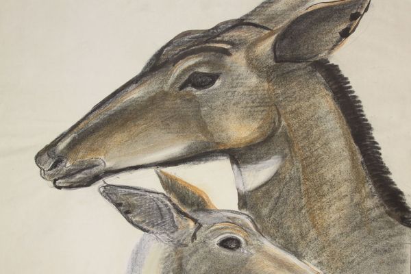 Александр Белашов. Антилопа нильгау, 1997. Индия. Бумага, карандаши. Из архива А.А. Белашова