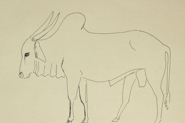 Александр Белашов. Зебу, 1996. Зебу. Индия. Бумага, карандаш. Из архива А.А. Белашова